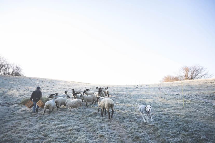 ゆきんこファームの業務風景
