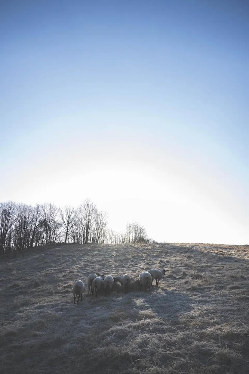 ゆきんこファームの業務風景