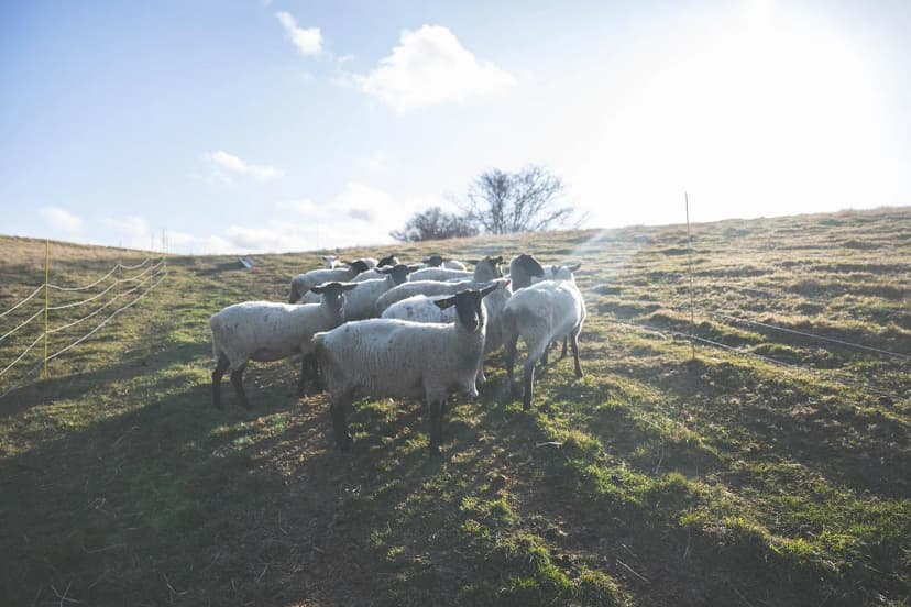 ゆきんこファームの業務風景