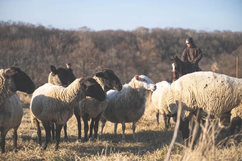 ゆきんこファームの業務風景