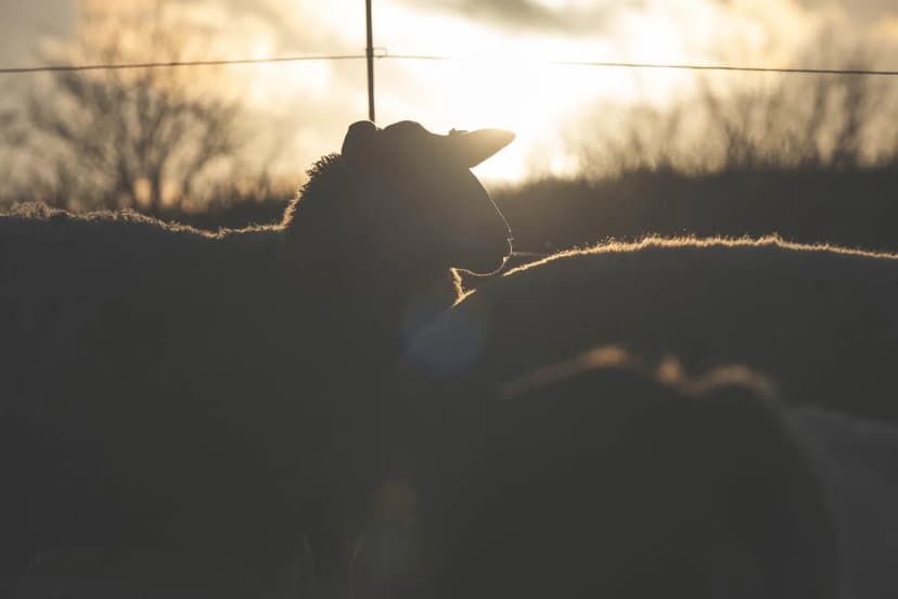 ゆきんこファームの業務風景
