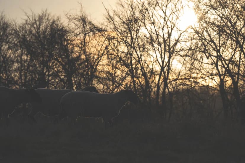 ゆきんこファームの業務風景