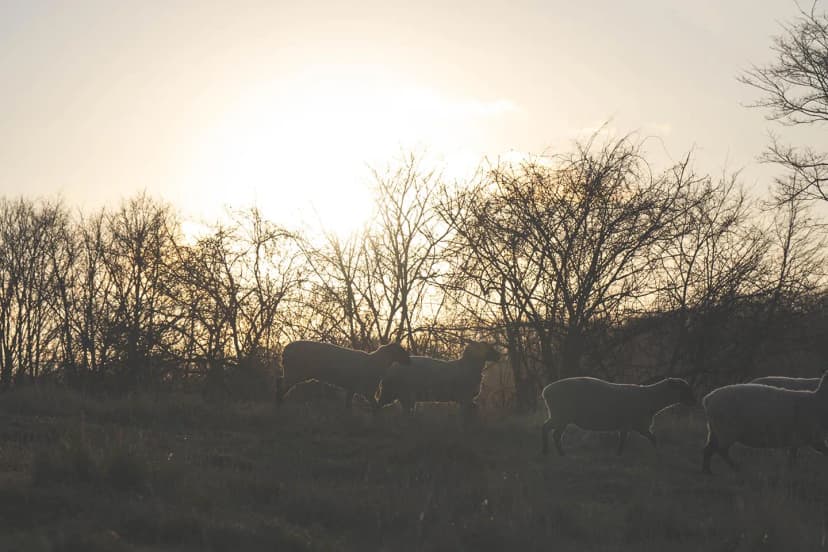 ゆきんこファームの業務風景