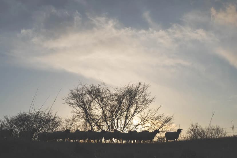 ゆきんこファームの業務風景