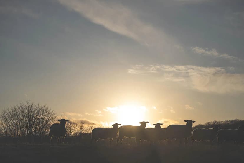 ゆきんこファームの業務風景