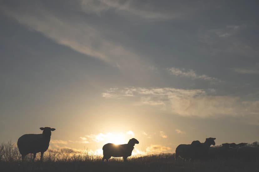 ゆきんこファームの業務風景