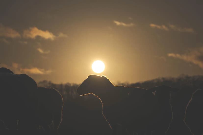 ゆきんこファームの業務風景
