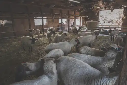 ゆきんこファームの業務風景