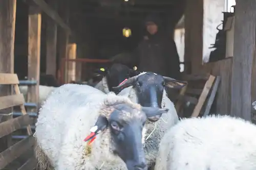 ゆきんこファームの業務風景