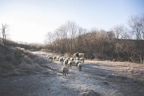 ゆきんこファームの業務風景