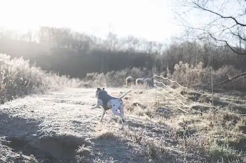 ゆきんこファームの業務風景