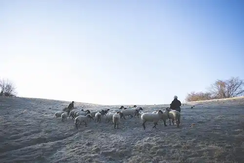 ゆきんこファームの業務風景
