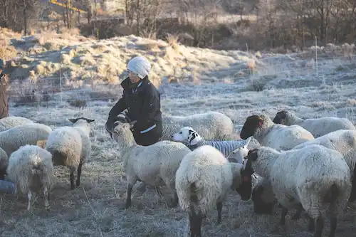 ゆきんこファームの業務風景