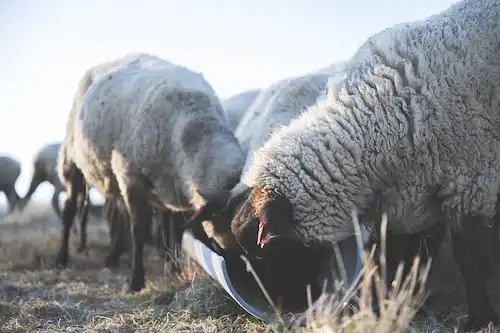 ゆきんこファームの業務風景