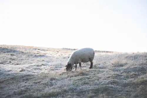 ゆきんこファームの業務風景