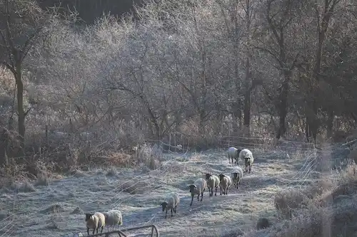 ゆきんこファームの業務風景