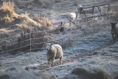 ゆきんこファームの業務風景