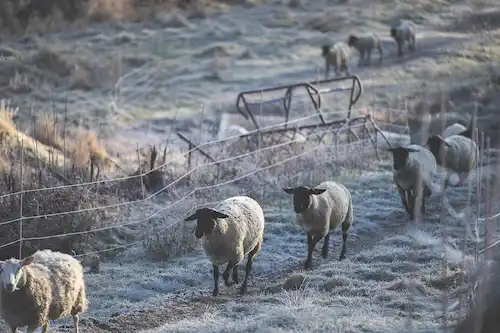 ゆきんこファームの業務風景
