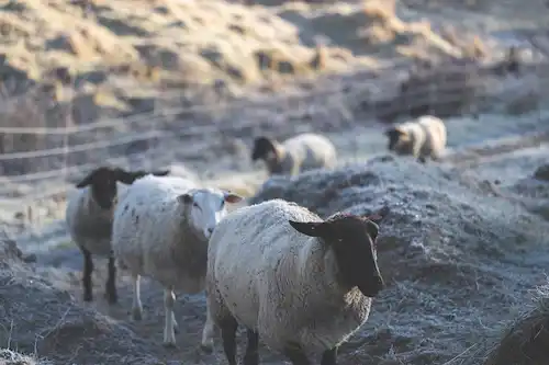 ゆきんこファームの業務風景