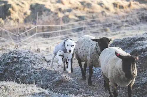 ゆきんこファームの業務風景
