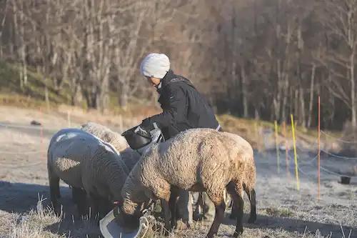 ゆきんこファームの業務風景