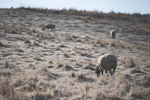 ゆきんこファームの業務風景