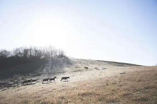 ゆきんこファームの業務風景