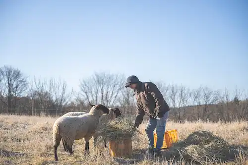 ゆきんこファームの業務風景