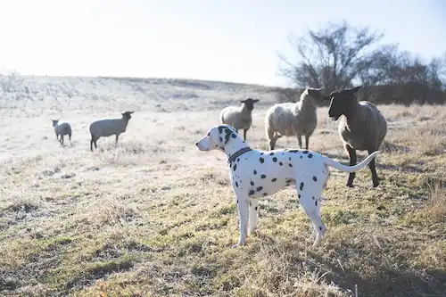 ゆきんこファームの業務風景