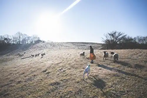 ゆきんこファームの業務風景