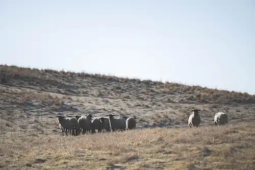ゆきんこファームの業務風景