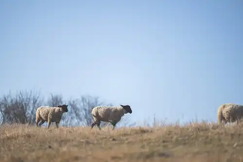 ゆきんこファームの業務風景
