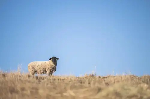ゆきんこファームの業務風景
