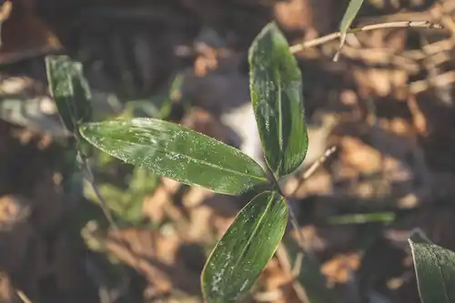 ゆきんこファームの業務風景