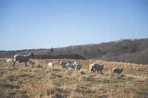 ゆきんこファームの業務風景