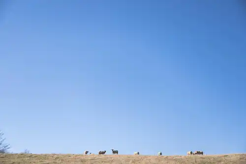 ゆきんこファームの業務風景