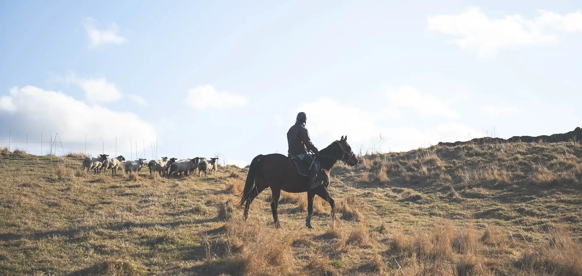 北海道の風景と羊