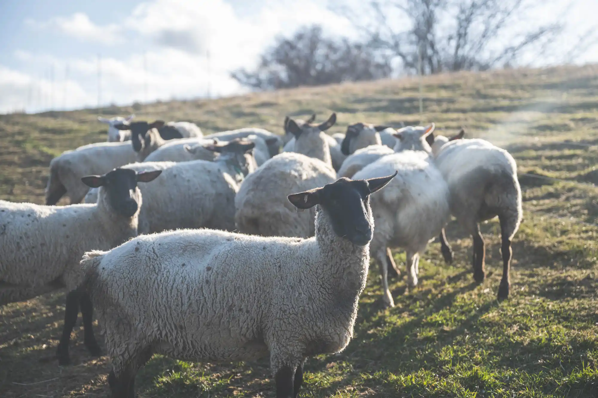 北海道の風景と羊